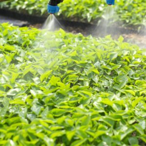 Técnicas de producción de hortalizas y riego